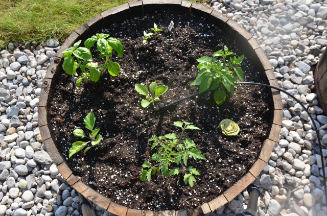 container garden, whisky barrel, ratatouille garden