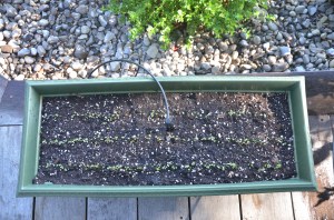 container gardening black simpson lettuce