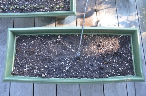 container gardening arugula