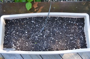 container gardening spinach