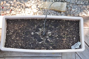 container gardening gourmet lettuce mix
