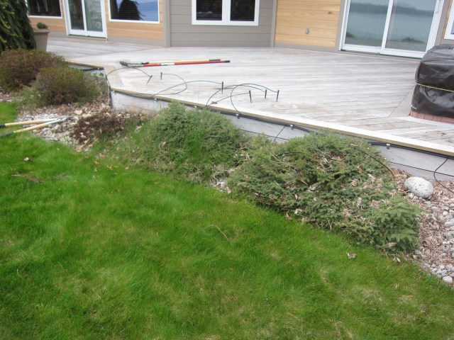 our 10 yr old landscape before