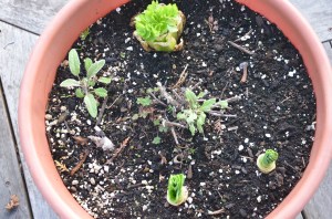 Growing celery pinterest