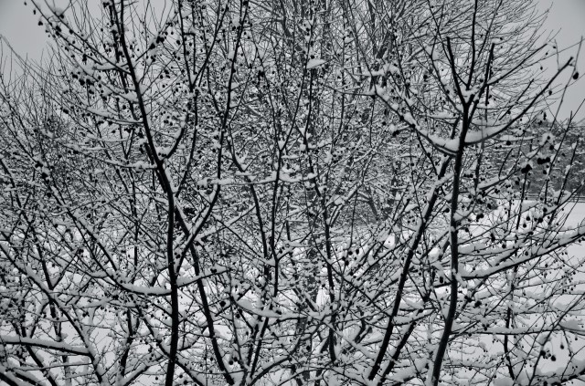 The First Snow of the Year