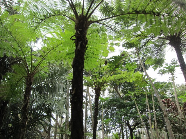 Marie Selby Botanical Gardens